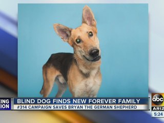 After being the last one at the shelter over a holiday deal, blind dog gets forever home