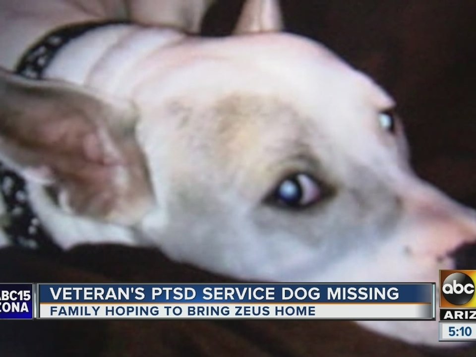 Peoria family frantically searching for soldier's PTSD dog