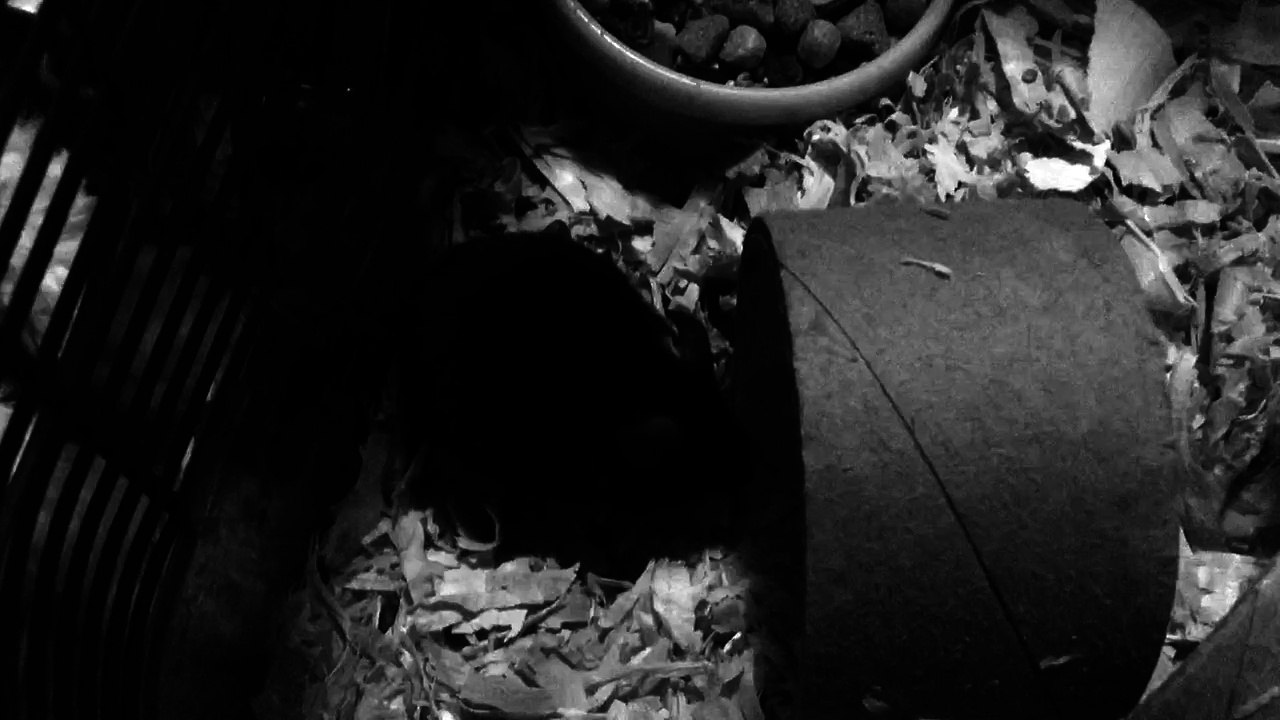 Test video InolaMai KittyBits and Bessy Tom