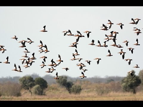 Bursa'da Bir Saklı Cennet: Karacabey Longozu