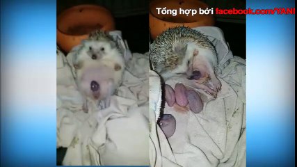 Cảnh nhím sinh con thu hút hàng triệu lượt xem