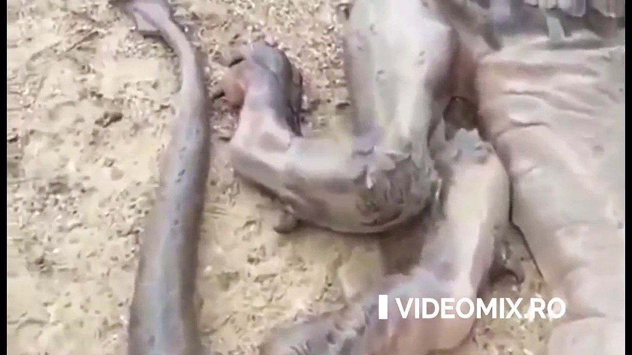 Un bărbat din Spania a găsit un DRAGON mort pe o insulă necunoscută. Nu-mi vine a crede ceea ce văd!