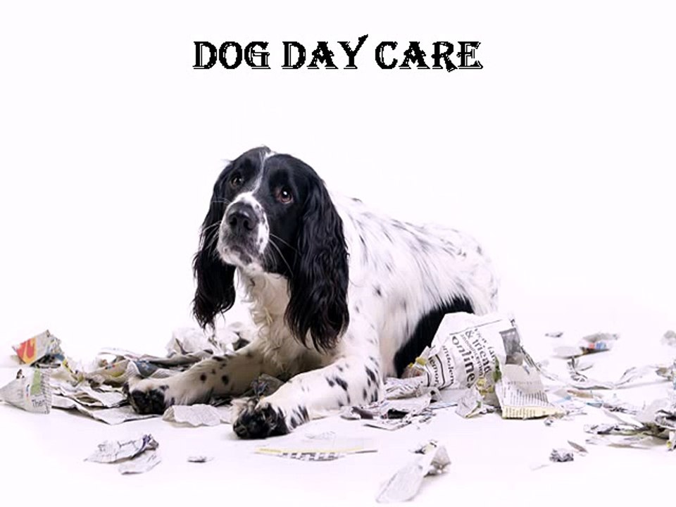 Dog Day Care - Barkerark.com.au