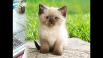 Top 10 Persian Cats Pictures