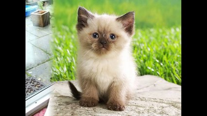 Top 10 Persian Cats Pictures