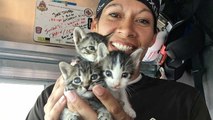 Elite Team Rescues Mewing Kittens Stuck In Bathroom Wall