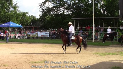 Potros Paso Fino 43-59 Meses Copa Alcalde Juana Diaz