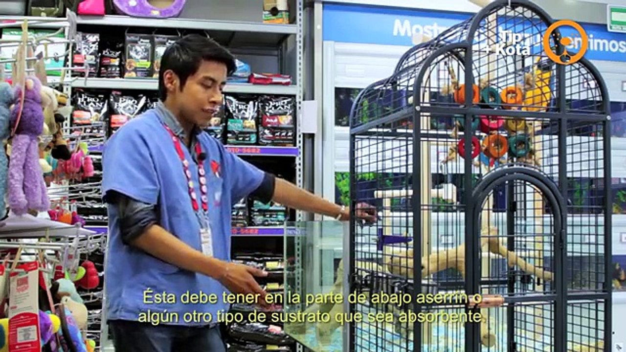 +KOTA presenta- Cuidados de las aves