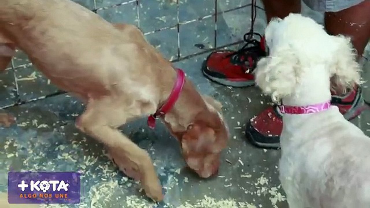 +KOTA - Perros pequeños en adopción- Muñeca
