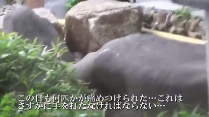 【公園猫戦争】暴虐の限りを尽くす野良猫の懐柔と和平交渉に挑戦 Challenging peace negotiations between the stray cat families