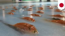 5000 ikan dibekukan dalam wahana Ice Skating Jepang - Tomonews