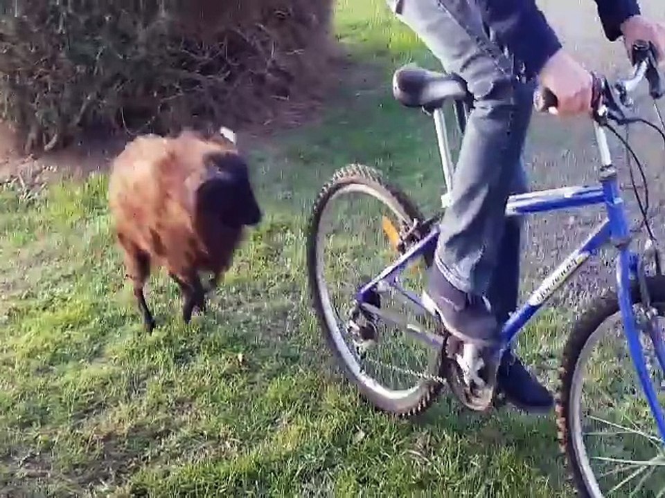 Un bélier défonce ce gars à vélo et ne le lâche pas !