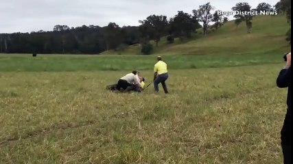 Cet éléphant de mer attrapé en balade 14km dans les terres !
