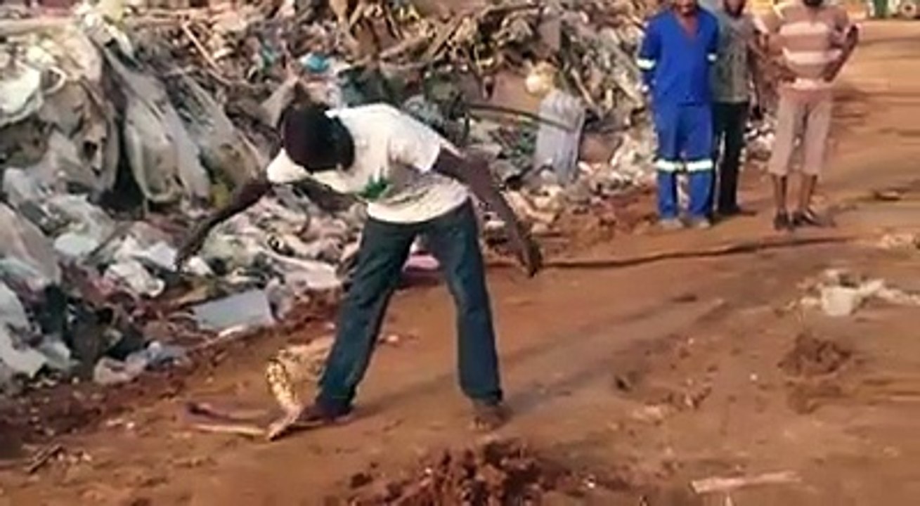 Il attrape des serpents géants à mains nues !
