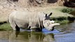 Last Hope For Critically Endangered Rhino Species