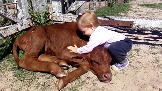 Cette fillette adore son amie le veau... Gros calin!