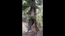 Une meute de chiens chassent un ours dans un arbre