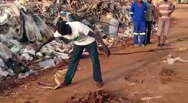 Il attrappe ce cobra en toute tranquilité sans se faire mordre