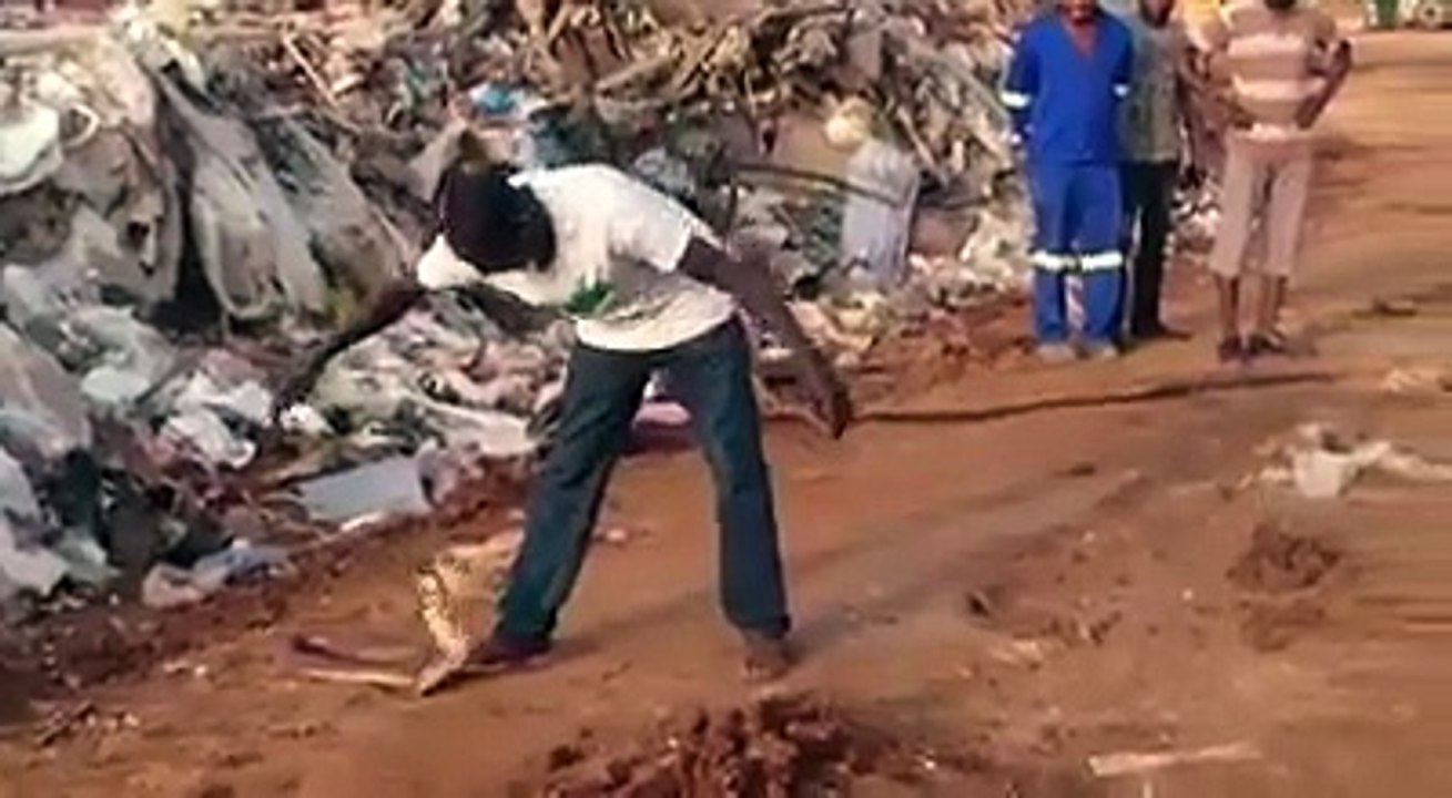 Il attrappe ce cobra en toute tranquilité sans se faire mordre