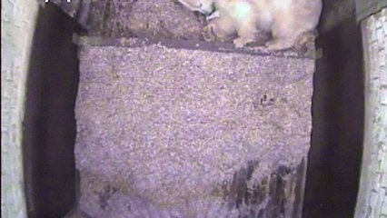 Premières images d'un bébé ours polaire né au Tierpark de Berlin