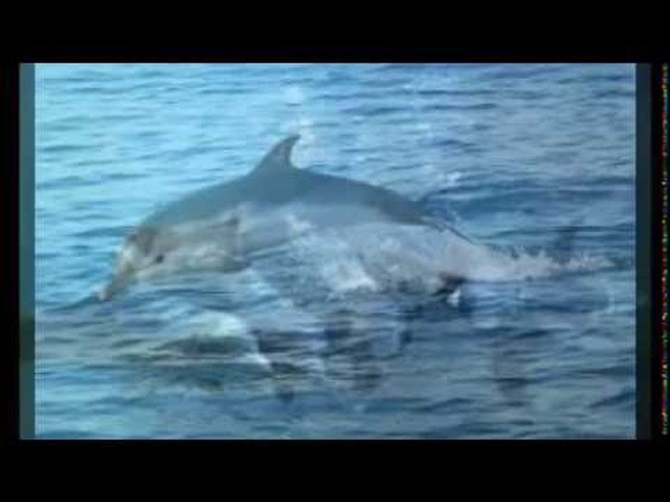dophin dolfins