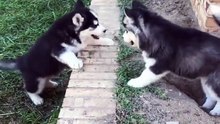 Husky puppy tries to help his sibling climb a small wall and it couldnt get