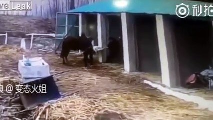 Pitbull intenta asesinar a un caballo y sorpresa.. (pitbull attack)