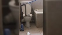 Un cobra retrouvé dans des toilettes