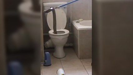 Un cobra retrouvé dans des toilettes