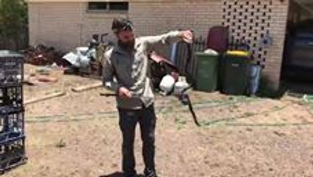 Red-Bellied Black Snake Found Inside Lamborghini Door