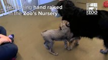 Orphan Cheetah Cub gets Dog Playmate - Cincinnati Zoo