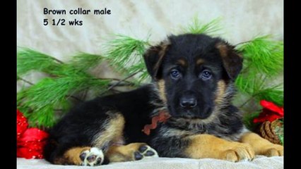 mittelwest german shepherds for sale