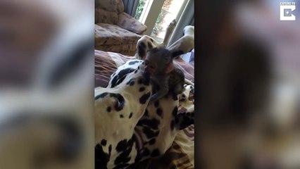 Monkey Tries To Scratch Spots Off Dalmation