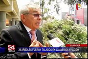 San Borja: talan 29 árboles en la avenida Aviación