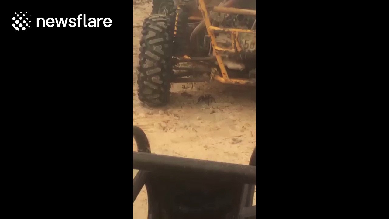 Tourists break down in jungle, have to contend with GIANT spider