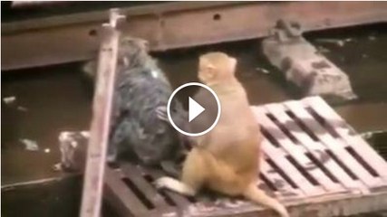 A monkey saved the life of another monkey