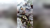 Gardeners find live fish in their frozen rainwater barrels