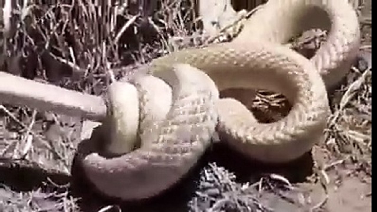 BEST VIDEOS HERE (42)