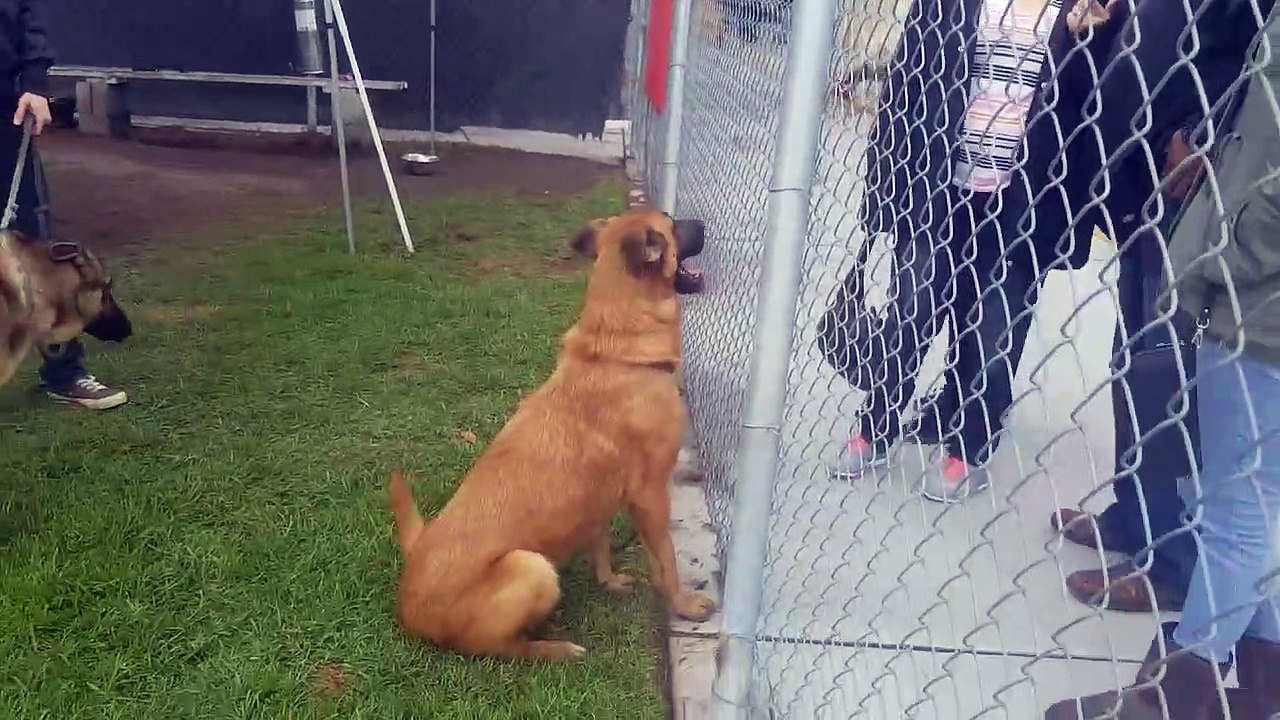 Cadela deixada em canil vê os donos voltarem para levarem outro cão