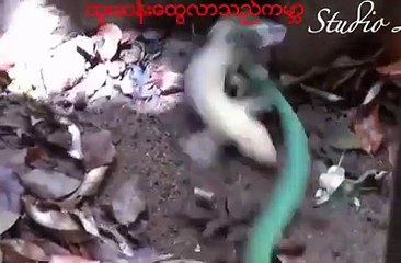 មើលទៅគួរអោយខ្លាចពស់លេបតុតកែ