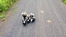 Un cycliste est très surpris de se retrouver face à une famille de putois