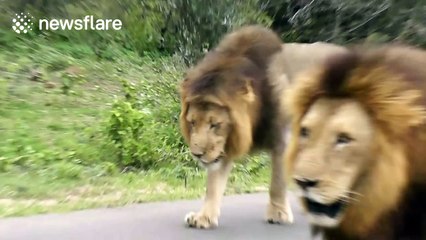 Male lions 'weave' through traffic in South Africa