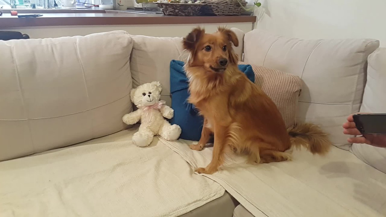 Funny dog hilariously howls along to music notes