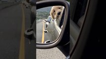 Un chien s'ennuie dans les bouchons