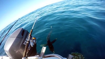 Un homme saute sur un requin pour l'attraper !
