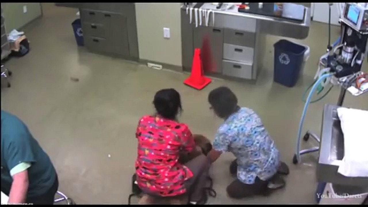 CÃO leva VETERINÁRIA às COSTAS para NÃO cortar as UNHAS! :D