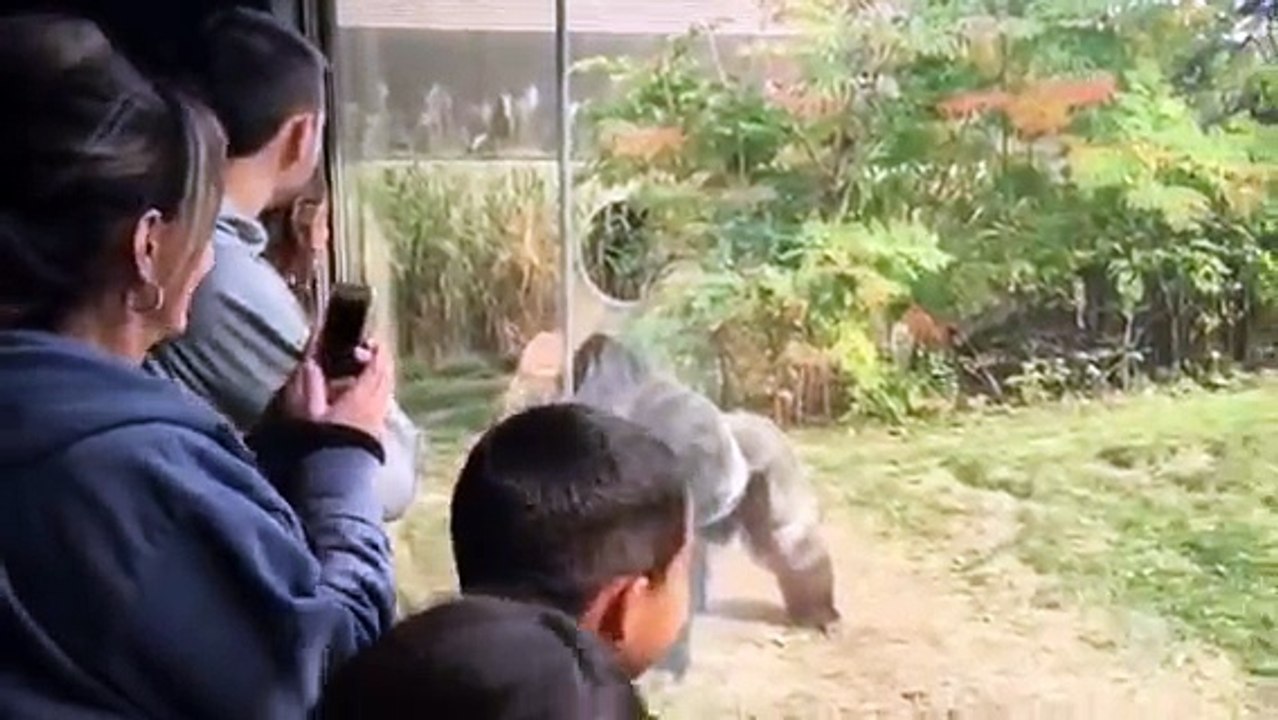 Omaha Zoo - Gorilla Fight Wheres the Zookeepers