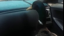 Le canard attend avec impatience l’arrivée de l’autobus. Quand vous saurez pourquoi, vous n’en croirez pas vos yeux