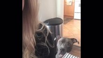 Vocal Pit Bull refuses to leave owner alone