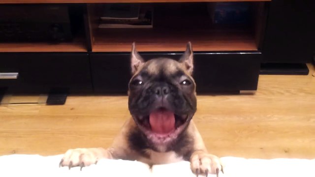 Aller laisse-moi monter sur la canapé... Trop mignon le toutou